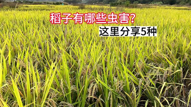 水稻病虫害有哪些?分享5种常见与防治方法,答案都在这里