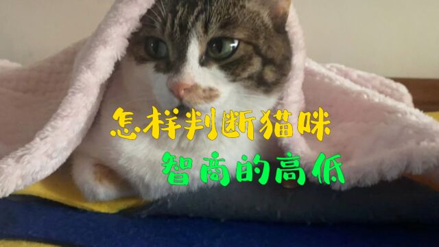 如何判断猫咪智商的高低