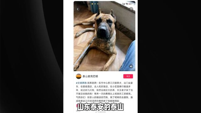 男子炫耀济南市中心养烈性犬,警方介入