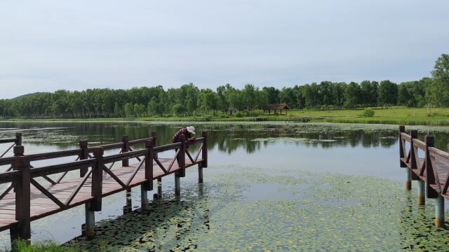 风光秀美的承德御道口太阳湖草原湿地景区,金莲花盛开,白桦林水天一色