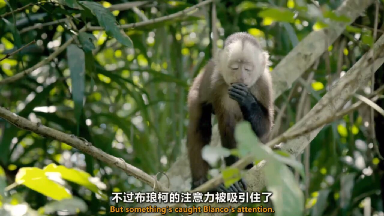 林间残存水坑周边的生存大戏!猴子涉险觅食挑战好奇心!