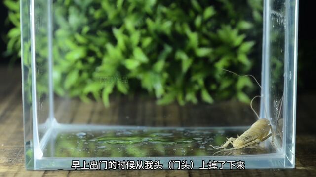 给白蟑螂喝花露水,它能活下来吗,蟑螂怕不怕花露水呢?