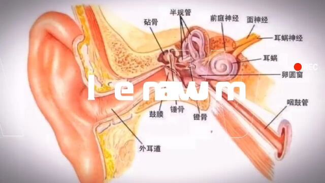 听力分级轻度2640 db中度4160db重度6180 db极重度>80db