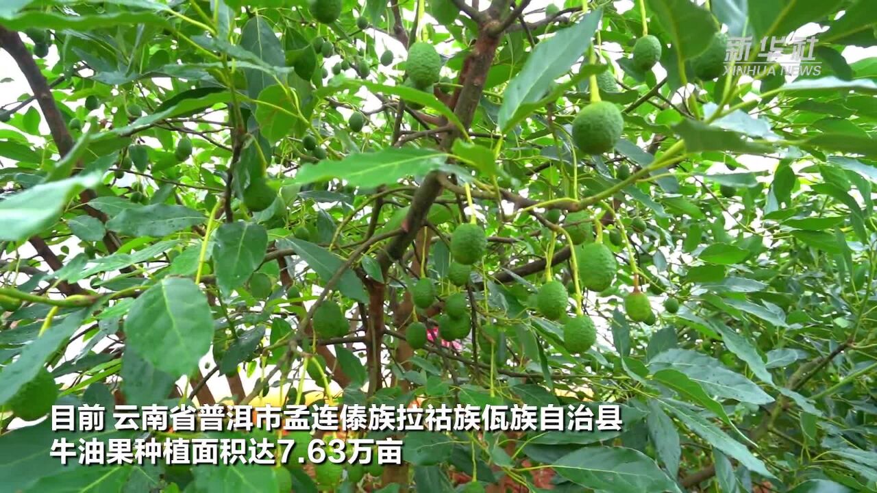 云南孟连1.5万亩“国产”牛油果开始挂果