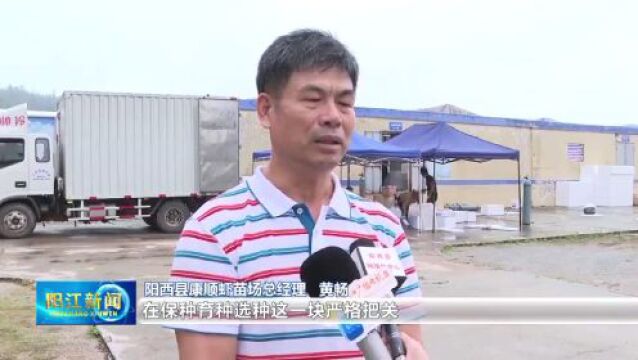 科技引领充实“蓝色粮仓” 阳江水产种业有新突破