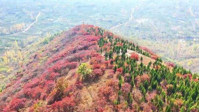 临沂蒙阴:满山红叶似彩霞