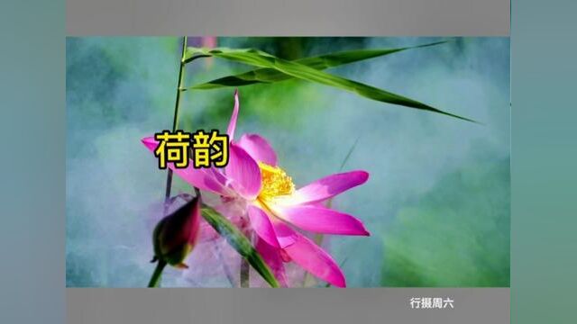 荷韵禅意#夏日荷花 #出淤泥而不染 #赏花听音乐