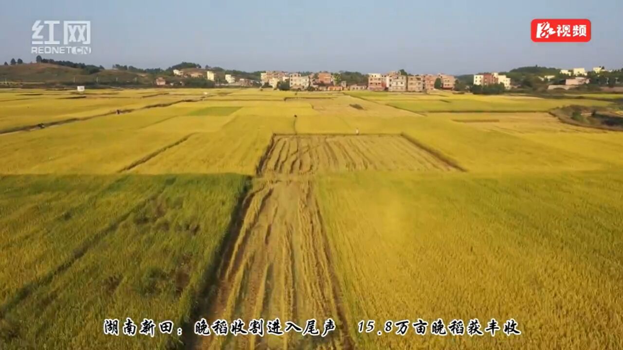 视频丨湖南新田:晚稻收割进入尾声 15.8万亩晚稻获丰收