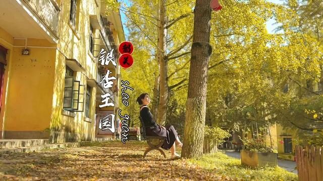 广东也有这么美的秋景,风起秋色浓,从来银杏不负秋#一起来拍秋天 #银杏黄了 #秋意浓 #帽子峰