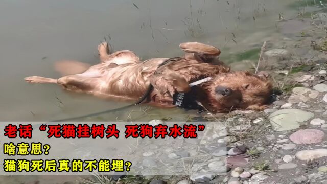 老话“死猫挂树头,死狗弃水流”,啥意思?猫狗死后真的不能埋?