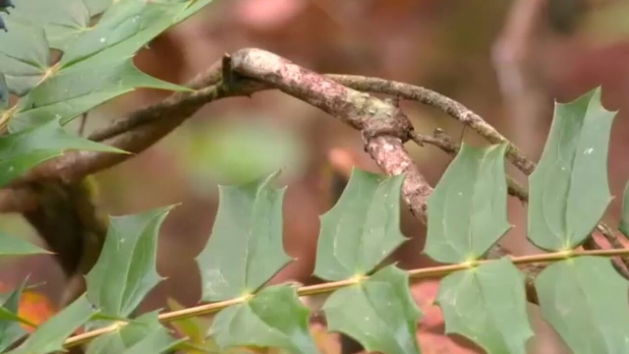 十大功劳,属于温带植物,只要生长在阴凉湿润区域