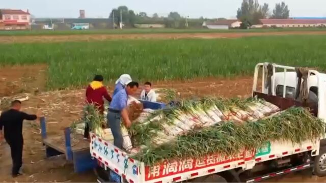 芽葱人工收获效率低,为了解决这一难题,山东省农业机械科学研究院发明出一台大葱收割机