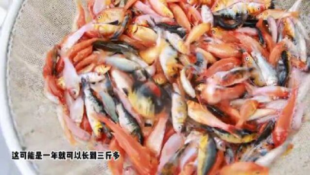 场面壮观!永康城区公园来了20万的……