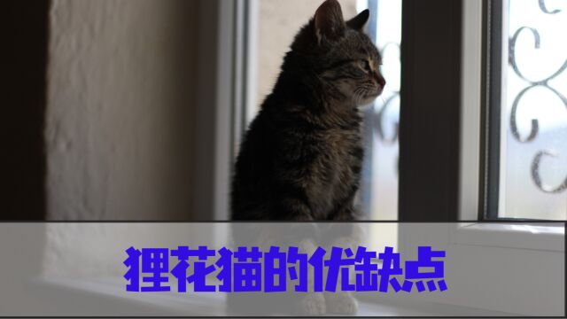 关于狸花猫的优缺点,你知道多少?