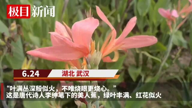 【视频】来新洲,看美人蕉花开成海