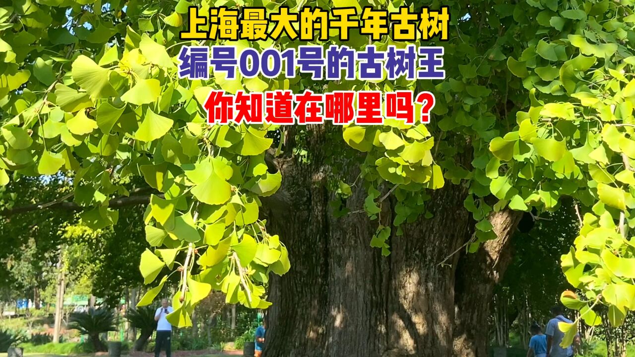 上海最大的千年古树,上海编号001号的古树王,你知道在哪里吗?