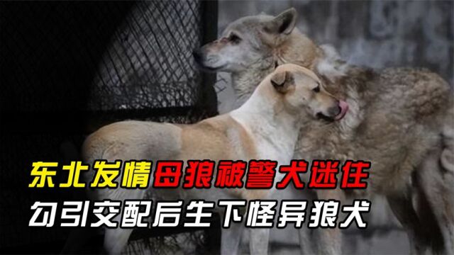 东北发情母狼被警犬迷住,进村试图勾引交配,最后生下怪异狼犬