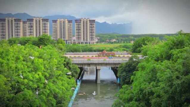 白鹭栖戏图!“藏”在漳浦这个地方!