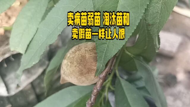 卖病苗弱苗淘汰苗和卖假苗一样让人恨