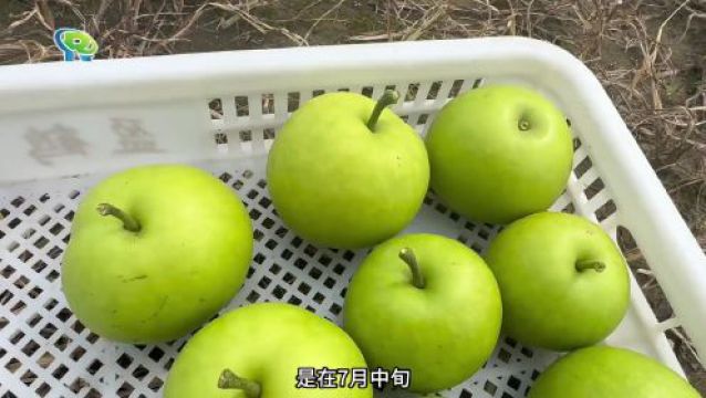 果肉细脆、汁多味甜的地产翠冠梨来啦