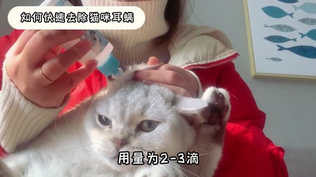 猫咪耳螨如何快速去除,三招教你轻松搞定