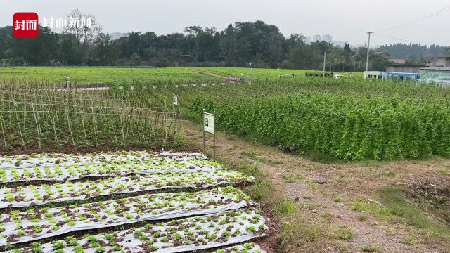 四川内江高新区的刚与柔:以工业思维发展现代农业 建设宜居宜业和美乡村