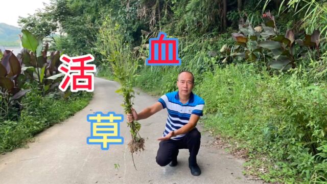 农村很讨厌的“活血草”植物,很多人忽略了它的用途,快来认识下