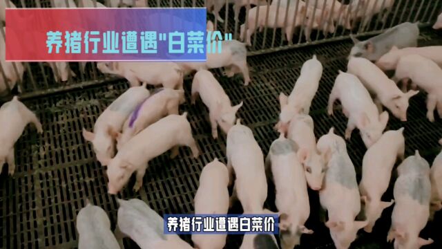 猪肉“白菜价”?养猪行业迎来大缩水,猪肉价格大幅度降低