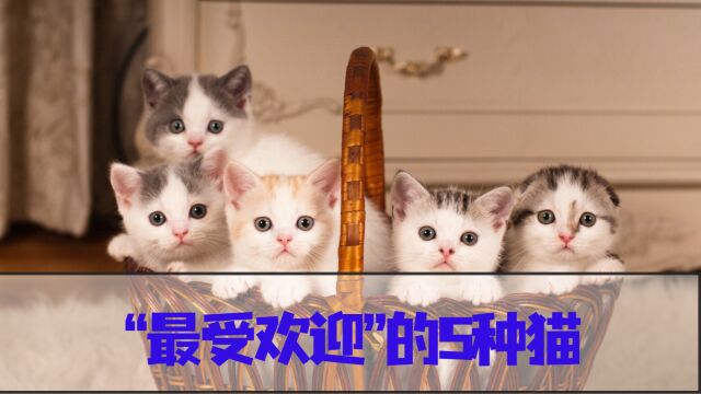 公认“最受欢迎”的5种猫,养一只不后悔!