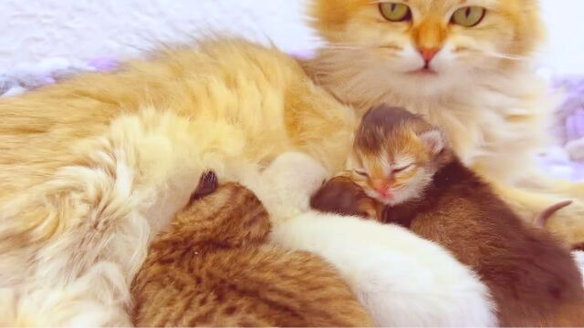 猫妈妈和宝宝的日常