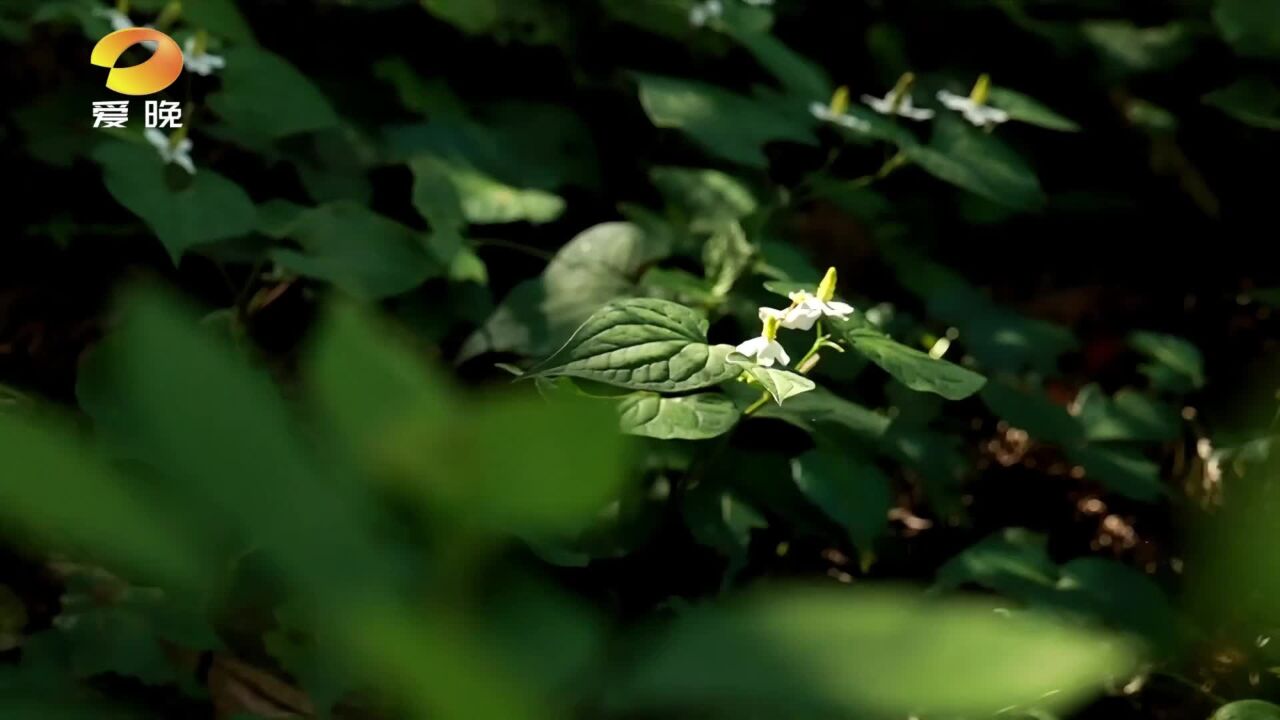 鱼腥草:辛香美丽 解毒消痈