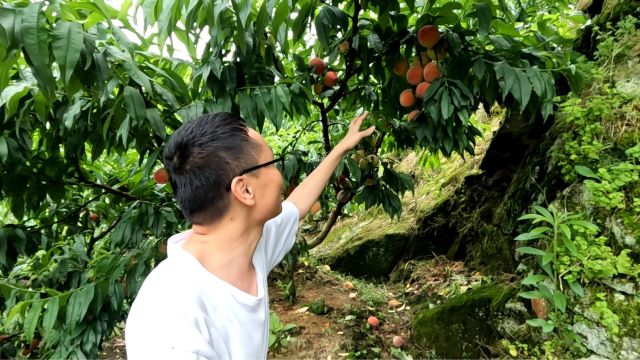 实拍福建古田偏远山区,种植稀有品种水蜜桃,又香又甜曾火遍全国