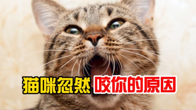 猫咪忽然咬你,不是发疯,是因为这些!