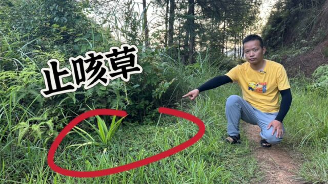 农村大山脚下的“止咳草”,好多人还不认识,快来认识并了解一下