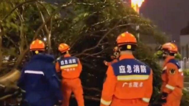 广东茂名:强风致大树倒伏,小车被压4人被困