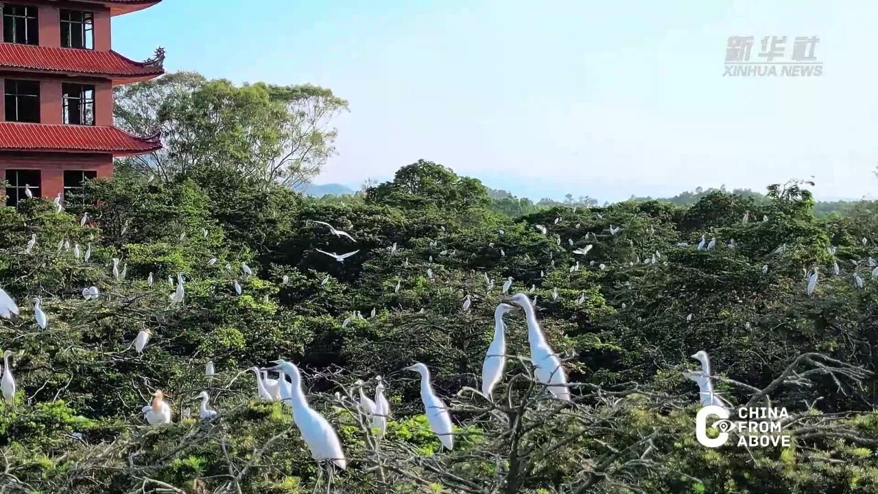 瞰中国|福建漳浦:白鹭舞翩跹