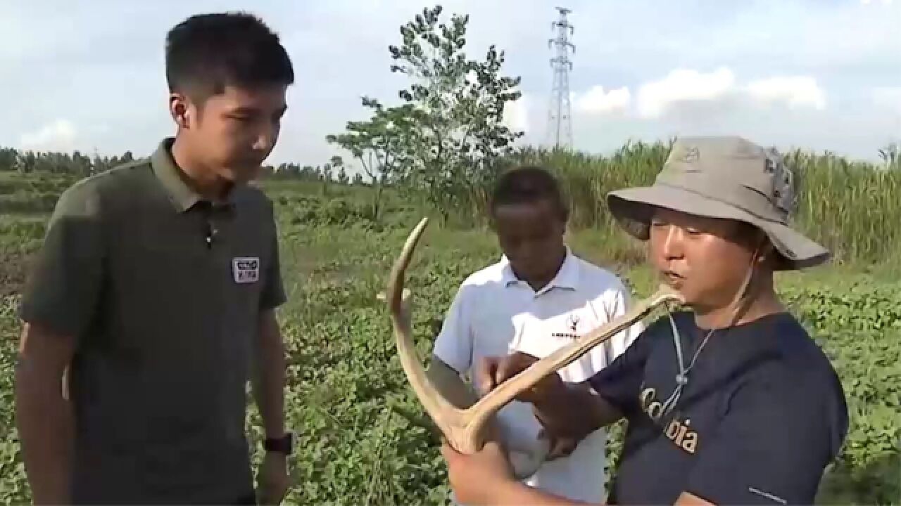 秀美洞庭,山水岳阳,洞庭湖麋鹿的故事