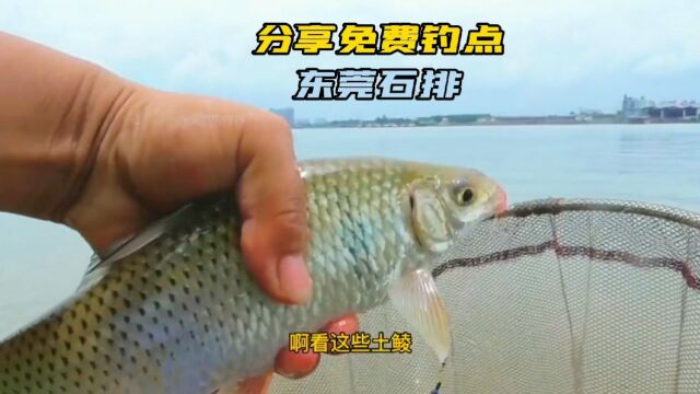 东莞免费钓点推荐,土鲮麦鲮非常多,停车方便.