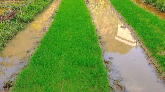 农村珍贵又稀少的“半边莲”,全身是宝,大家来认识一下