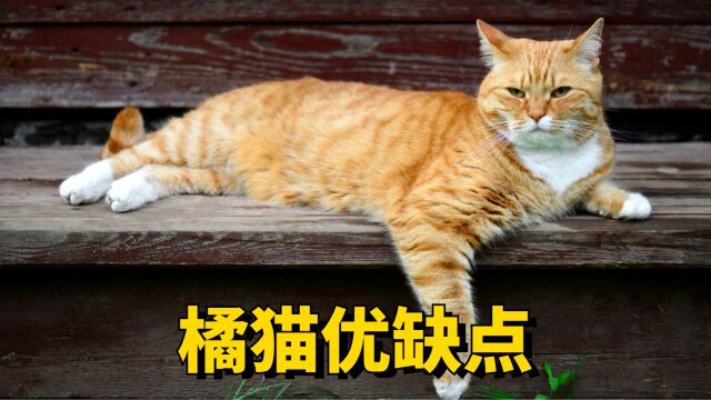 橘猫优缺点是哪些?值不值得养?