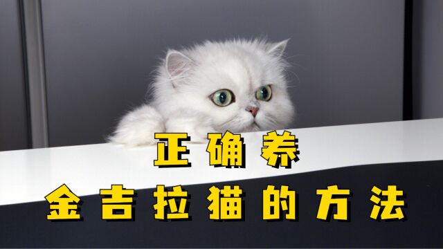 如何正确养金吉拉猫?希望对想养猫或正在养猫的你有所帮助~