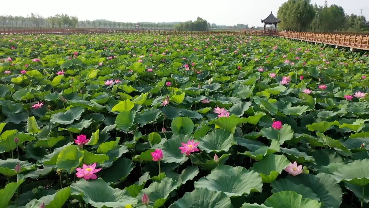 2023菏泽网络消费节在曹县万亩荷塘风景区举办