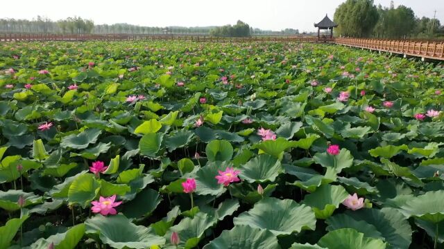 2023菏泽网络消费节在曹县万亩荷塘风景区举办