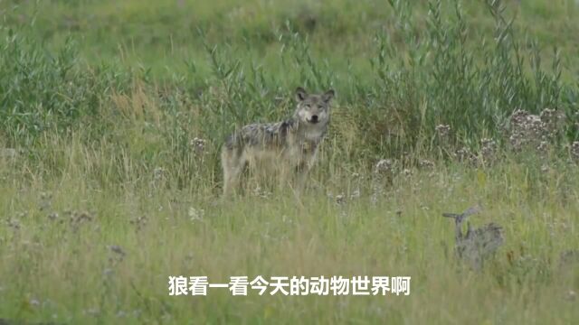 野牛疯狂刺伤了一群试图咬小牛的嗜血狼,野牛VS狼群,动物攻击!