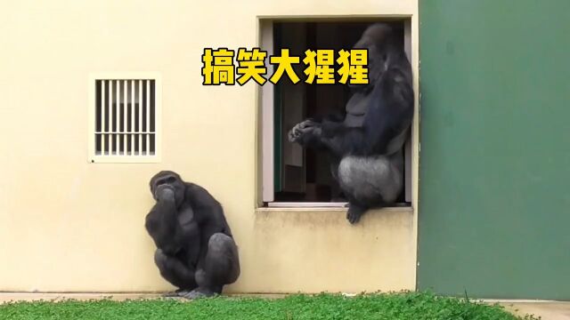 动物园里两只大猩猩,雄性完全看不上雌性人与动物和谐共处大猩猩