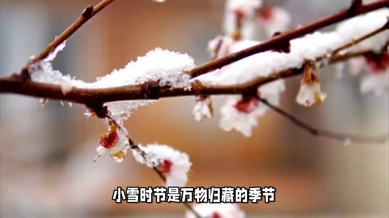 小雪节气天渐寒,牢记“4事不做,2物不吃”,冬天少生病,顺利过冬