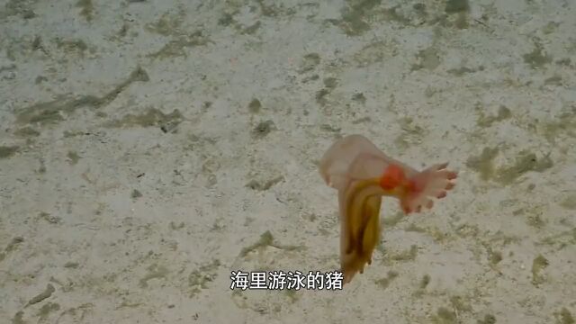 “天外来客”,地球上6种诡异生物3