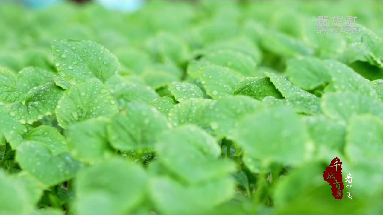 千城百县看中国|山东广饶:初冬时节大棚蔬菜收获忙