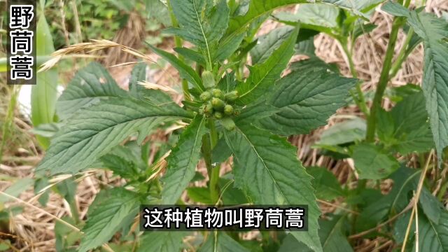 野茼蒿,也叫“革命菜”,你吃过没有#大自然的馈赠 #一日一植物 #植物科普 #涨见识 #野茼蒿.