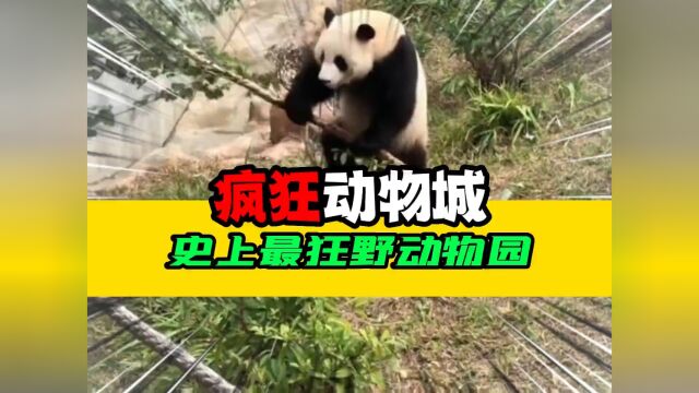 可能小动物也有业绩压力吧#南宁动物园 #搞笑 #丢那猩 #熊猫 .